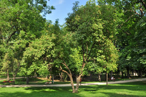 Senda botnica del Retiro nmero cuatro, Saco