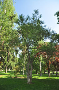 Senda botnica del Retiro nmero cuatro, Sauzgatillo