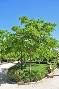 Senda botnica del Retiro nmero dos, Acacia de Constantinopla (13) (Albizia julibrissin)