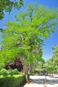 Senda botnica del Retiro nmero dos, Acacia de tres espinas (19) (Gleditsia triacanthos)