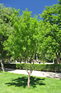 Senda botnica del Retiro nmero dos, Almendro (20) (Prunus amygdalus dulcis)