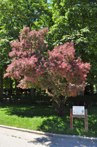 Senda botnica del Retiro nmero dos, rbol de las pelucas (22) (Cotinus coggygria)