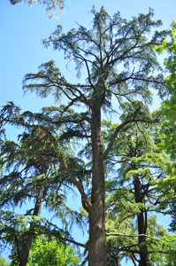 Senda botnica del Retiro nmero dos, Cedro del Atlas (16) (Cedrus atlantica)