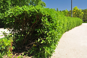 Senda botnica del Retiro nmero dos, Durillo (14) (Viburnum tinus)