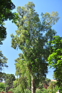 Senda botnica del Retiro nmero dos, Eucalipto rojo (17) (Eucalyptus camaldulensis)