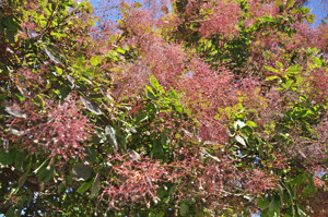 Senda botnica del Retiro nmero dos, Fruto del rbol de las pelucas (22) (Cotinus coggygria)