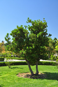 Senda botnica del Retiro nmero dos, Madroo (11) (Arbutus unedo)