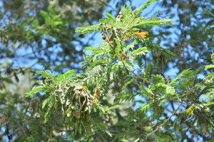 Senda botnica del Retiro nmero dos, Fruto de la Mimosa (18) (Acacia dealbata)