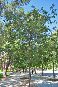 Senda botnica del Retiro nmero dos, Mimosa (18) (Acacia dealbata)