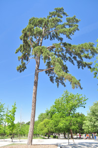 Senda botnica del Retiro nmero dos, Pino laricio (21) (Pinus nigra)