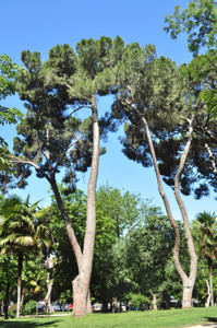 Senda botnica del Retiro nmero dos, Pino pionero (15) (Pinus pinea)