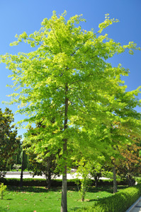 Senda botnica del Retiro nmero dos, Roble de los Pantanos (12) (Quercus palustris)