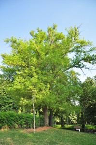 Senda botnica del Retiro nmero seis, Arce negundo (62) (Acer negundo)