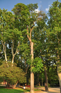 Senda botnica del Retiro nmero seis, Ailanto (71) (Ailanthus altissima)