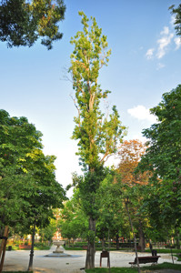 Senda botnica del Retiro nmero seis, lamo negro (67) (Populus nigra)