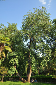 Senda botnica del Retiro nmero seis, rbol del amor (63) (Cercis siliquastrum)