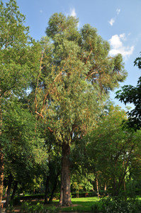 Senda botnica del Retiro nmero seis, Eucalipto blanco (64) (Eucalyptus globulus)