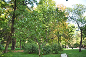 Senda botnica del Retiro nmero seis, Lilo (61) (Syringa vulgaris)