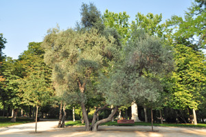 Senda botnica del Retiro nmero seis, Olivo (60) (<i>Olea europaea</i>)