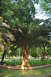 Senda botnica del Retiro nmero seis, Palmera canaria (59) (Phoenix canariensis)