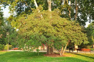 Senda botnica del Retiro nmero seis, Pitosporo (70) (Pittosporum tobira)