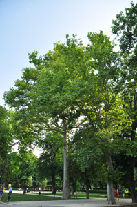 Senda botnica del Retiro nmero seis, Pltano de sombra (66) (Platanus orientales)