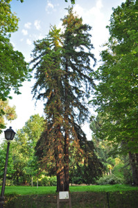 Senda botnica del Retiro nmero seis, Secuoya roja (65) (Sequoia sempervirens)