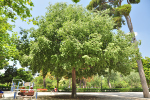 Senda botnica del Retiro nmero tres, Almez (36) (Celtis australis)