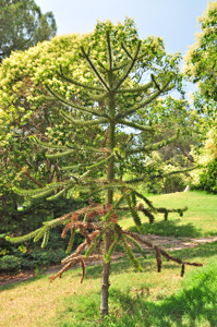 Senda botnica del Retiro nmero tres, Araucaria (35) (Araucaria araucana)