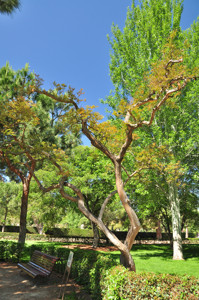 Senda botnica del Retiro nmero tres, rbol de Jpiter (37) (Lagerstroemia indica)