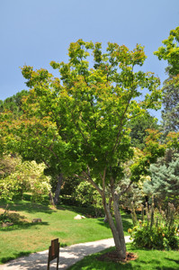 Senda botnica del Retiro nmero tres, Arce japons (29) (Acer palmatum)