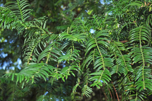 Senda botnica del Retiro nmero tres, Hojas de Cefalotejo (25) (Cephalotaxus harringtonia)