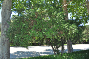 Senda botnica del Retiro nmero tres, Cefalotejo (25) (Cephalotaxus harringtonia)