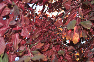 Senda botnica del Retiro nmero tres, Hojas de Ciruelo de Pissard (26) (Prunus cerasifera)