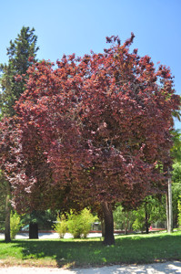 Senda botnica del Retiro nmero tres, Ciruelo de Pissard (26) (Prunus cerasifera)