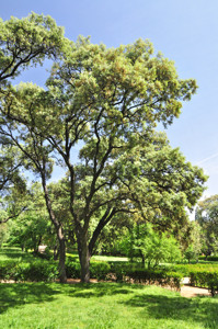 Senda botnica del Retiro nmero tres, Encina (27) (Quercus ilex)