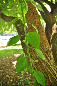 Senda botnica del Retiro nmero tres, Hojas del Naranjo de los Osage (31) (Maclura pomifera)