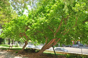 Senda botnica del Retiro nmero tres, Naranjo de los Osage (31) (Maclura pomifera)