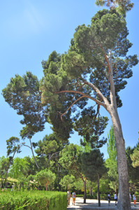 Senda botnica del Retiro nmero tres, Pino carrasco (24) (Pinus halepensis)