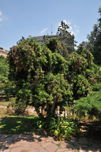 Senda botnica del Retiro nmero tres, Podocarpo (32) (Podocarpus neriifolius)