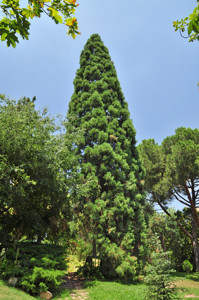 Senda botánica del Retiro número tres, Secuoya gigante (33) (Sequoiadendron giganteum)