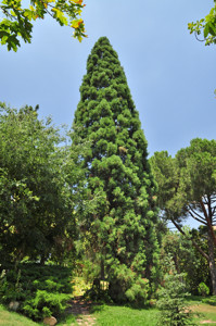 Senda botnica del Retiro nmero tres, Secuoya gigante (33) (Sequoiadendron giganteum)