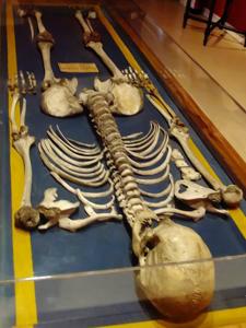 Museo Nacional de Antropologa, Gigante extremeo