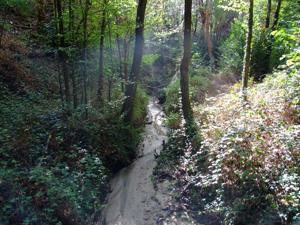 Villaviciosa de Odn, Jardn El Forestal